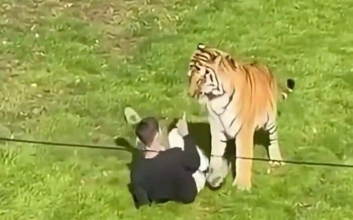 Hombre muere atacado por un tigre tras saltar cerca en zoológico de Londres