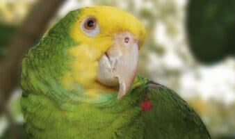 México recupera 26 loros víctimas de tráfico internacional