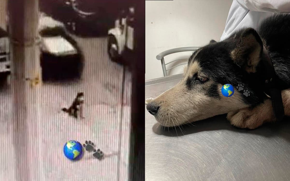 Policías mexiquenses atropellan a Rolo, un perrito husky | Video ...