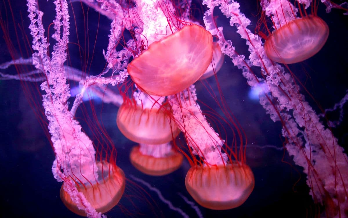 ¿Medusas inmortales?, científicos investigan el secreto de su ...