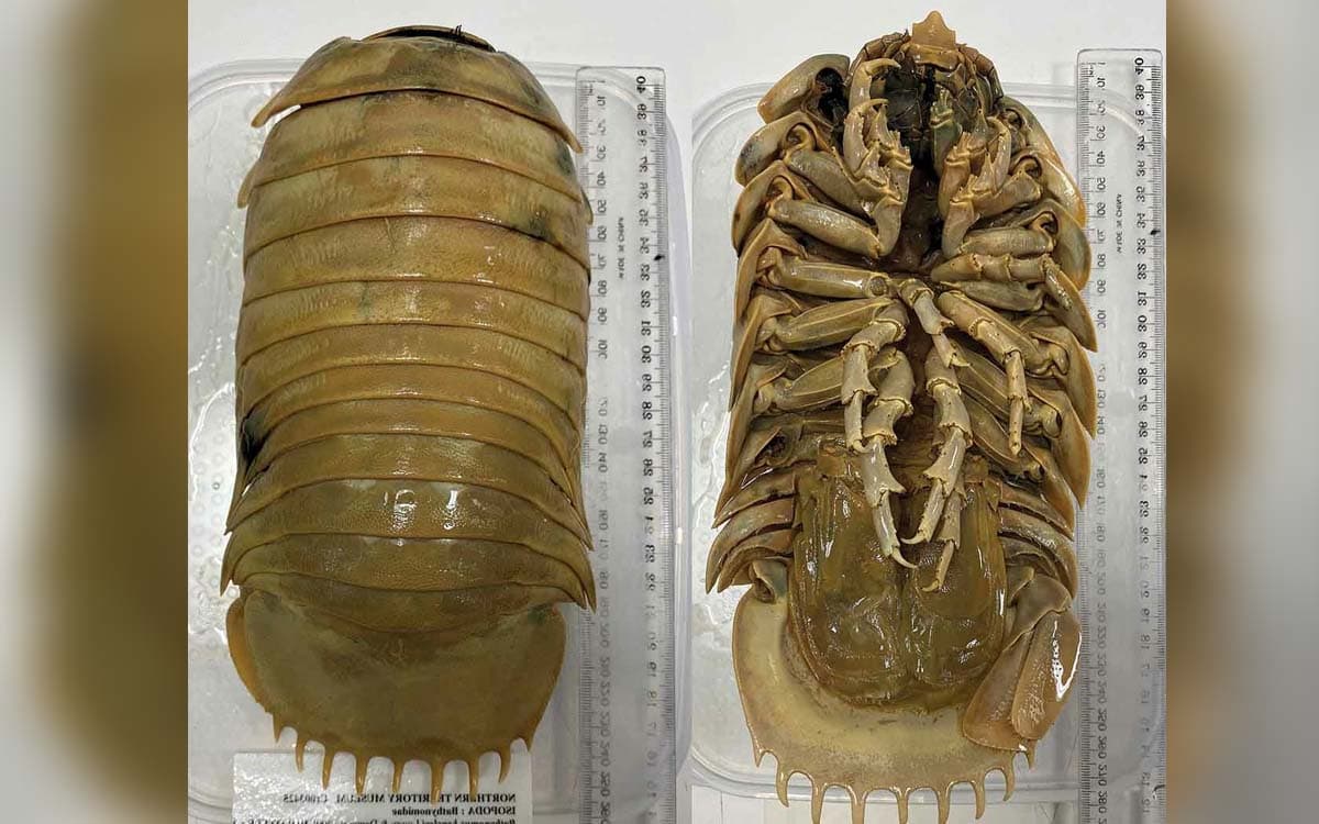 Descubren un nuevo isópodo gigante de aguas profundas en el Golfo de ...