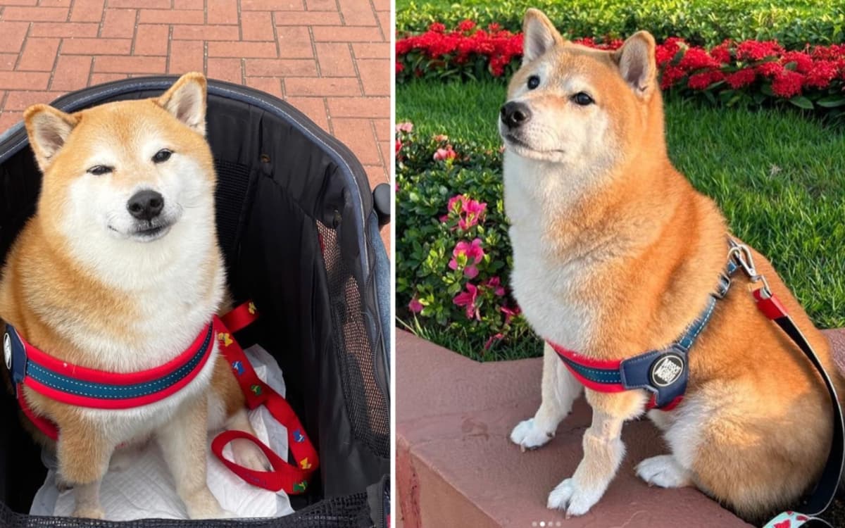 Cheems, el famoso perrito de los memes, está mejor de salud | Aristegui ...