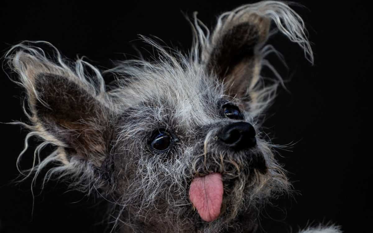 Conoce a Scooter: el perro más feo del mundo | Video | Aristegui Noticias